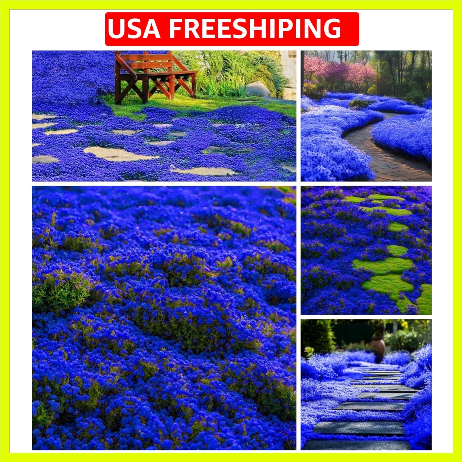 29000+ Magic Creeping Thyme Seeds for Planting Perennial Ground Cover Plants …