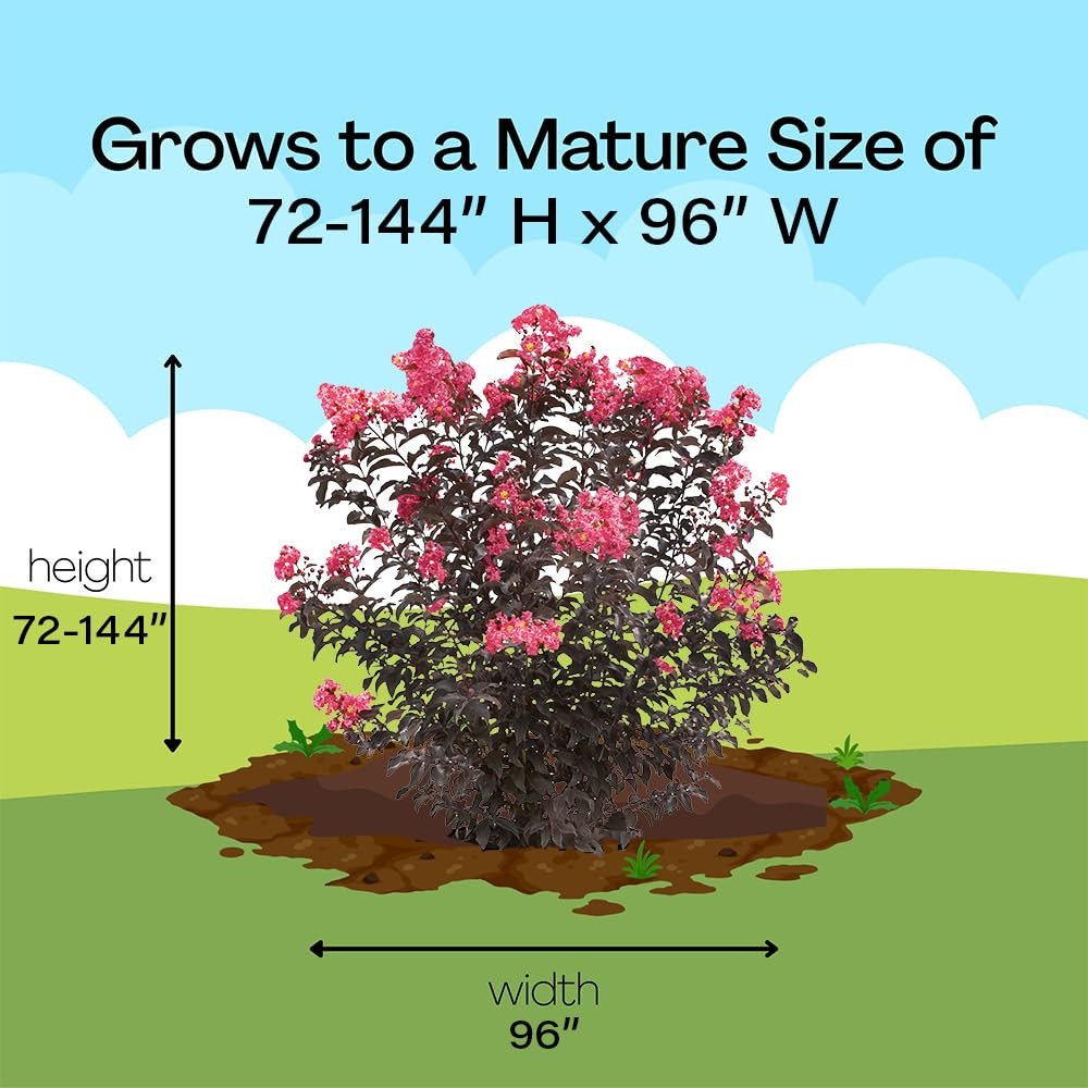 Coral Crape Myrtle Shrub 2 Gal. Center Stage for Vibrant Landscape Growth