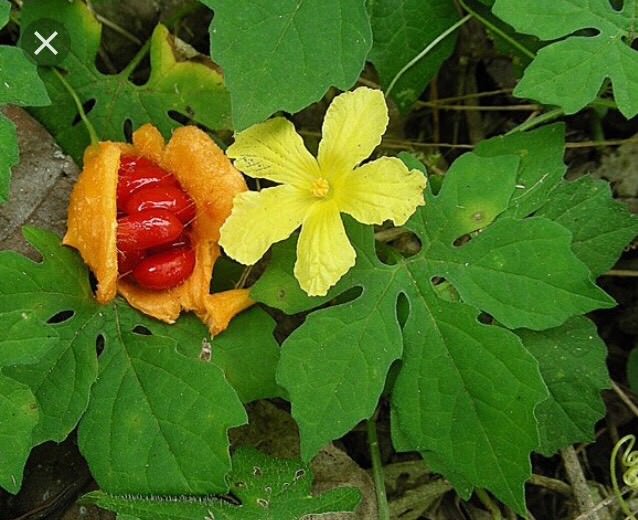 50 Bitter Melon ,Bitter Gourd seeds, Balsam Pear, Ku Gua, Foo Gwah, Kho Qua 2022
