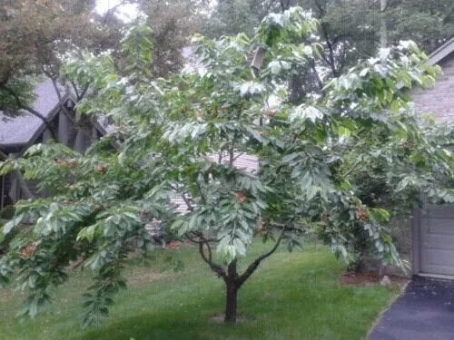 One Hundred Fifty (150) Red Sweet Cherry Tree Seeds Pits Cherries Bing-like 2025