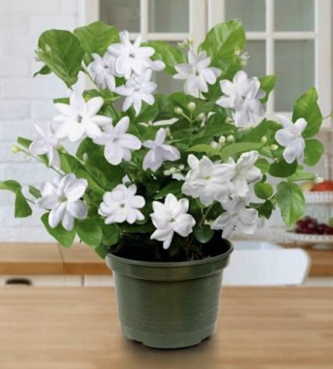 Arabian Jasmine Plant~ Jasminum sambac~Rooted STARTER Plant~Extremely Fragrant