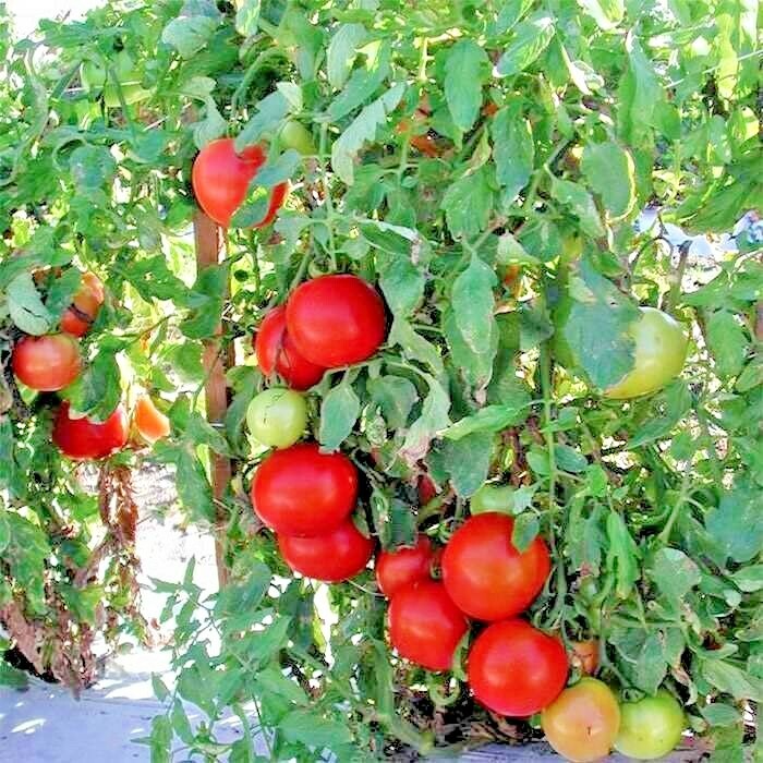25+Patio BUSH TOMATO Seeds Organic Compact 36″ Plant Vegetable Garden Container