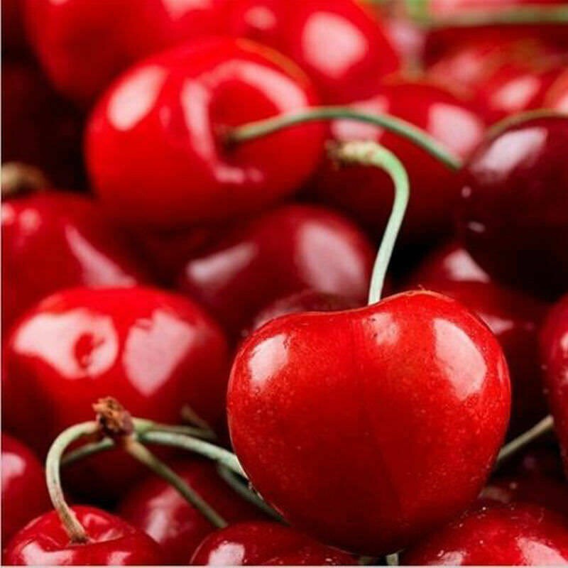 20PCs Cherry Seeds Organic Seeds Fruit Seeds Bonsai Tree High seed in the Garden