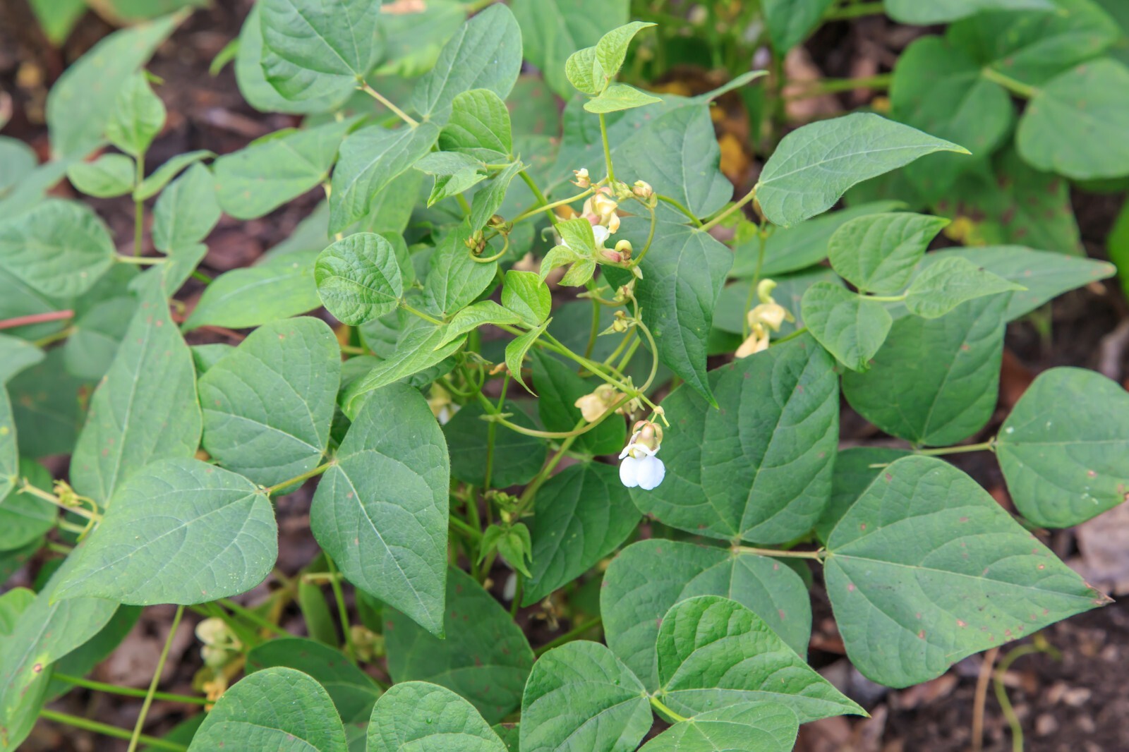 Windsor Fava Bean Seeds