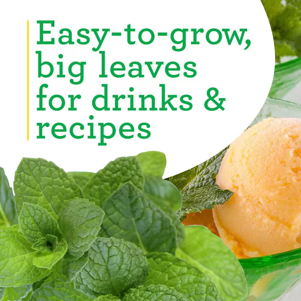 19 Oz. Sweet Mint Herb Plant (2-Pack)