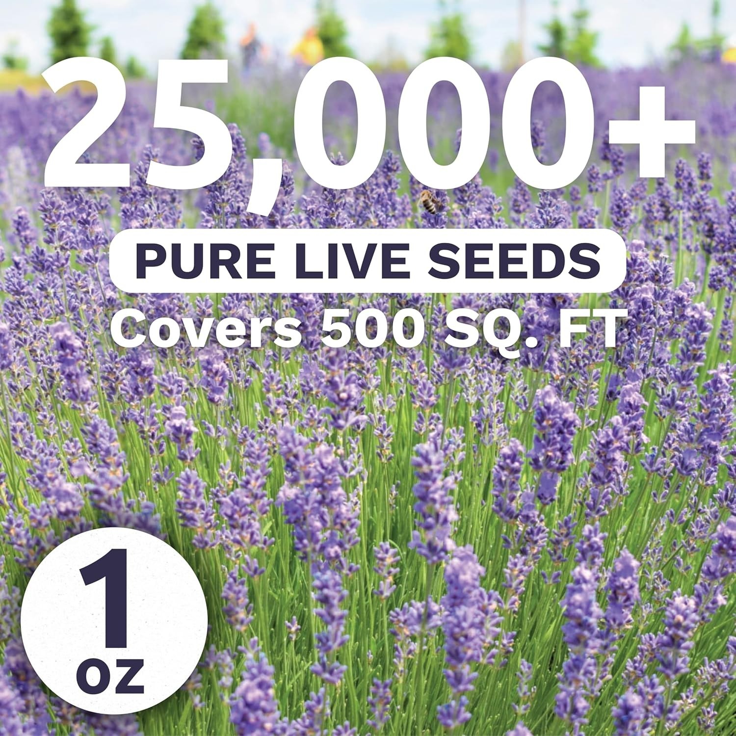 Lavender – Bulk 1 Ounce Pouch – 25,000 Flower Seeds for Planting – Lavandula …