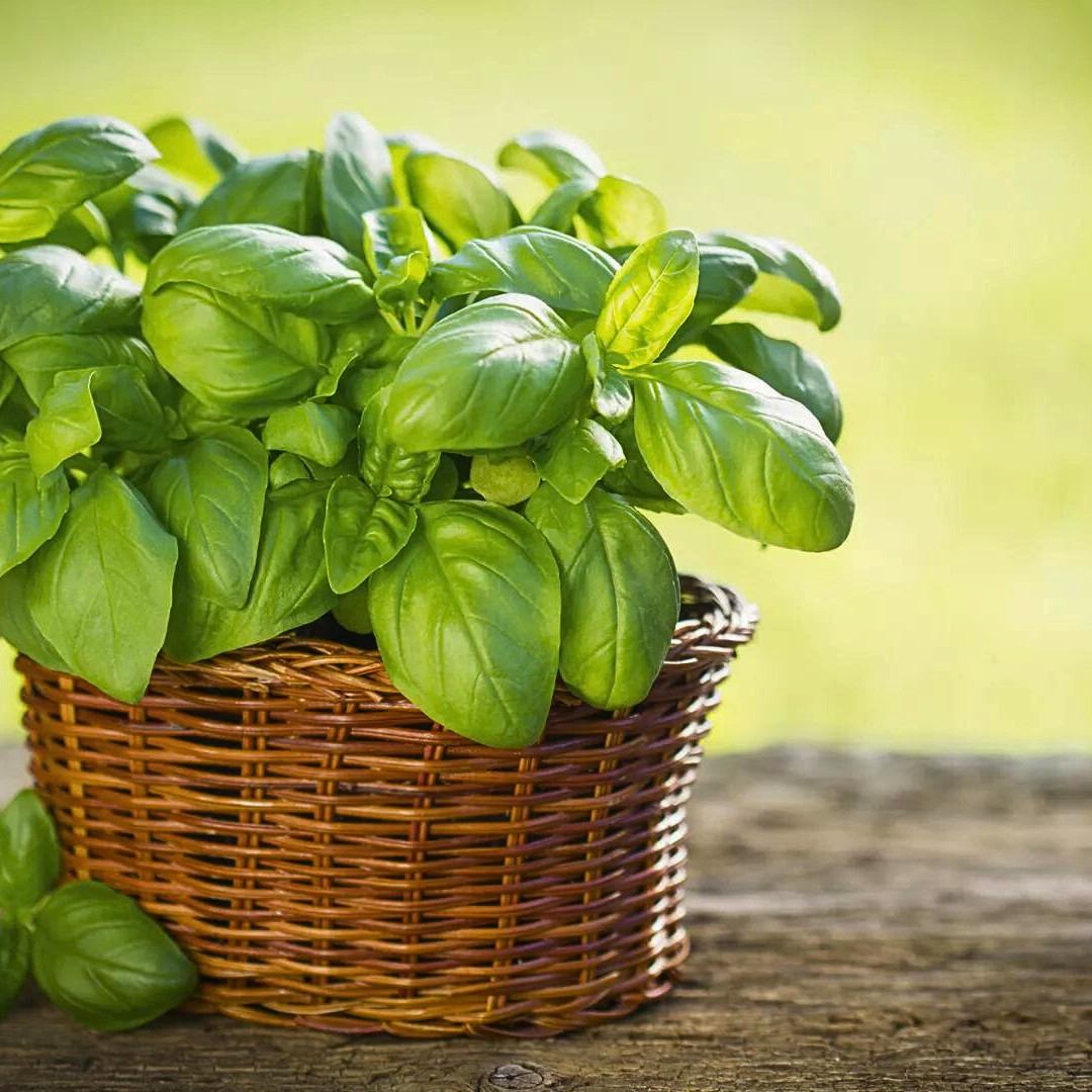 Fresh Italian Sweet Basil Seeds | Heirloom Non-GMO | Fresh Herb Seeds