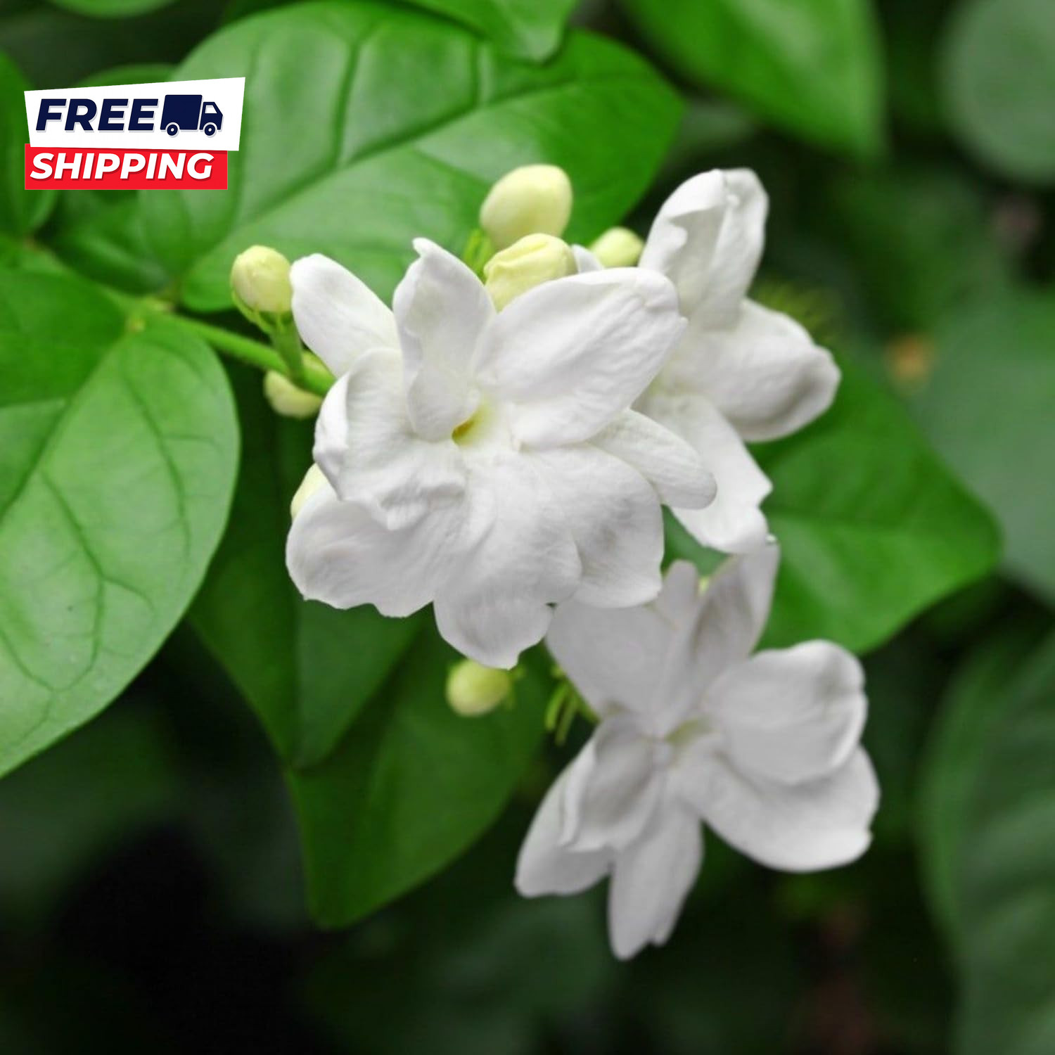 200+ Climbing Jasmine Flower Seeds for Planting Fragrant Plant Seeds Non-Gmo