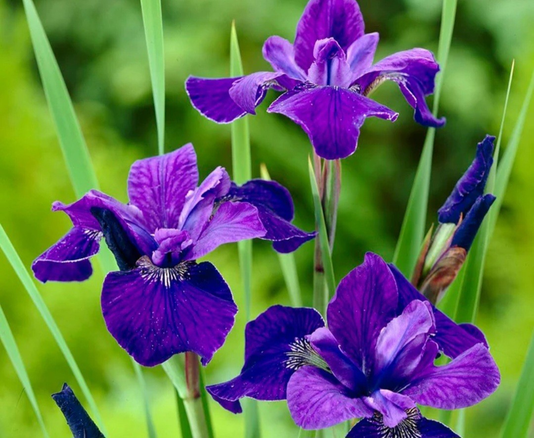 JAPANESE IRIS Caesars Brother- 3 Rhizomes