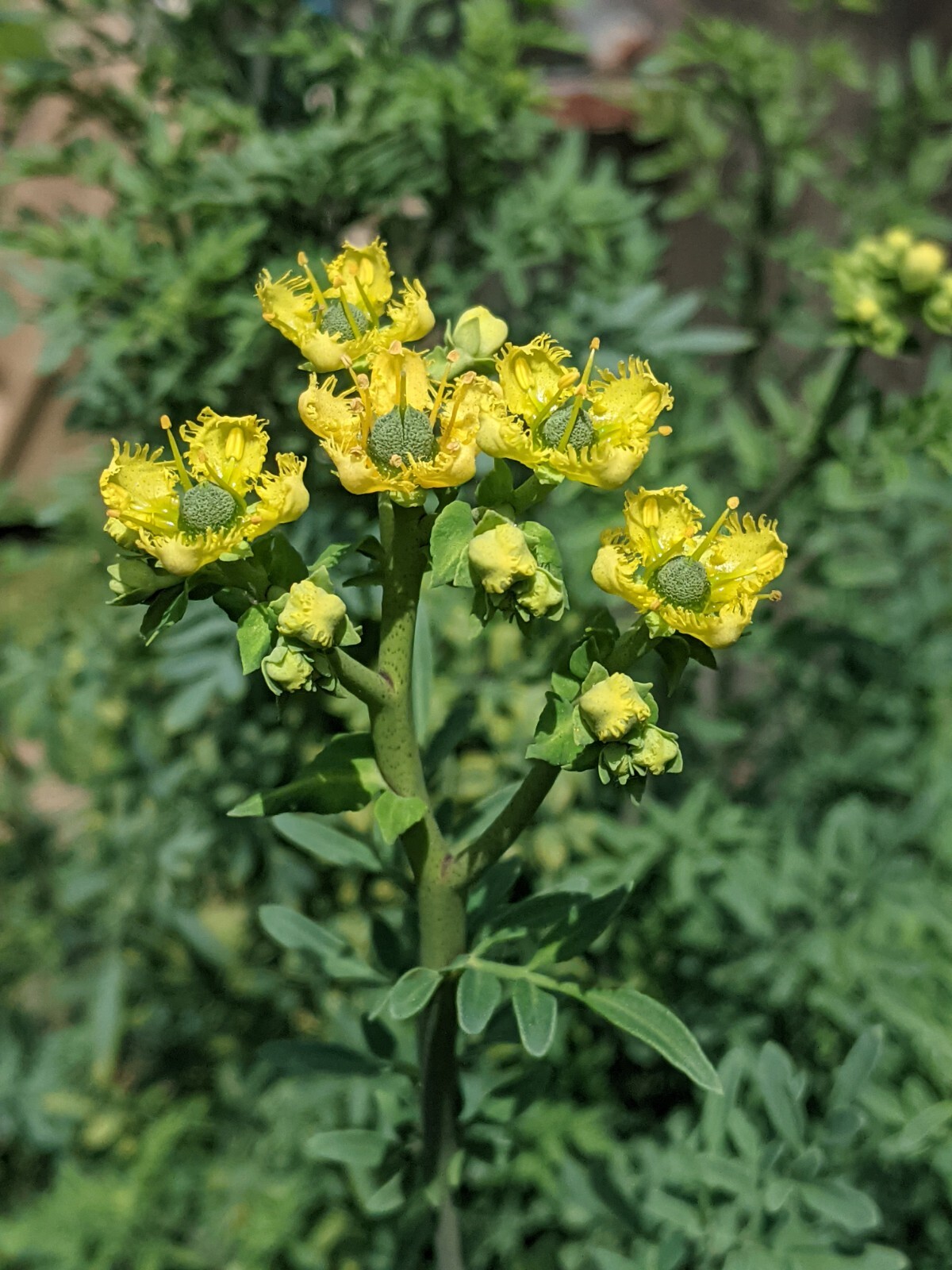 Common Rue Herb 100+ SEEDS (Ruta graveolens) 2022 Crop. Grown in USA