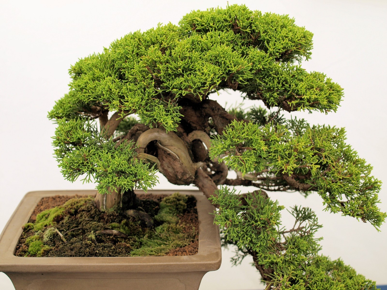 Cupressus lusitanica White Cedar Tree Seeds Evergreen Conifer Rugged brown Bark