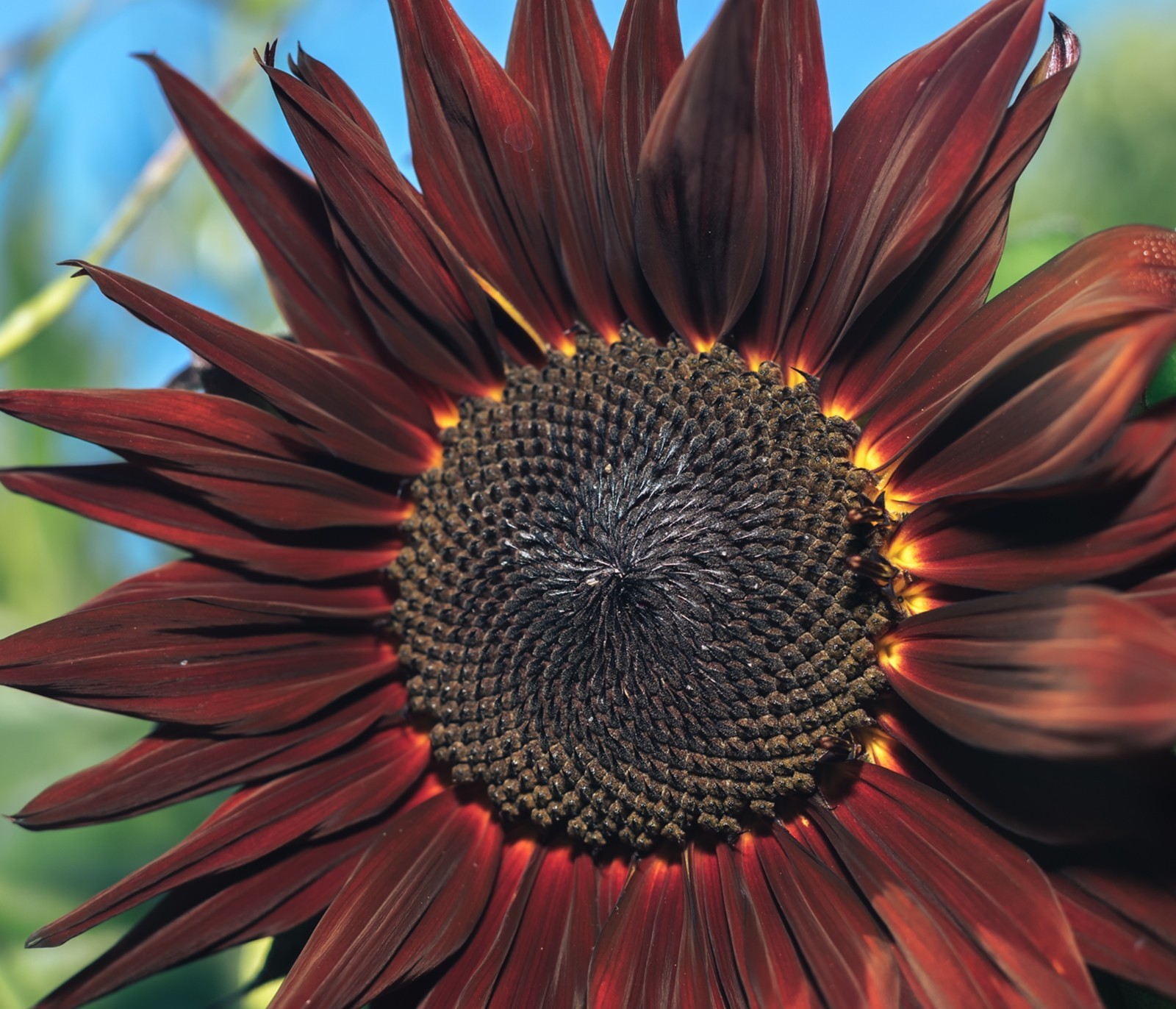 Sunflower Seeds – Vibrant Heirloom Rare, Free Shipping, Chocolate Cherry