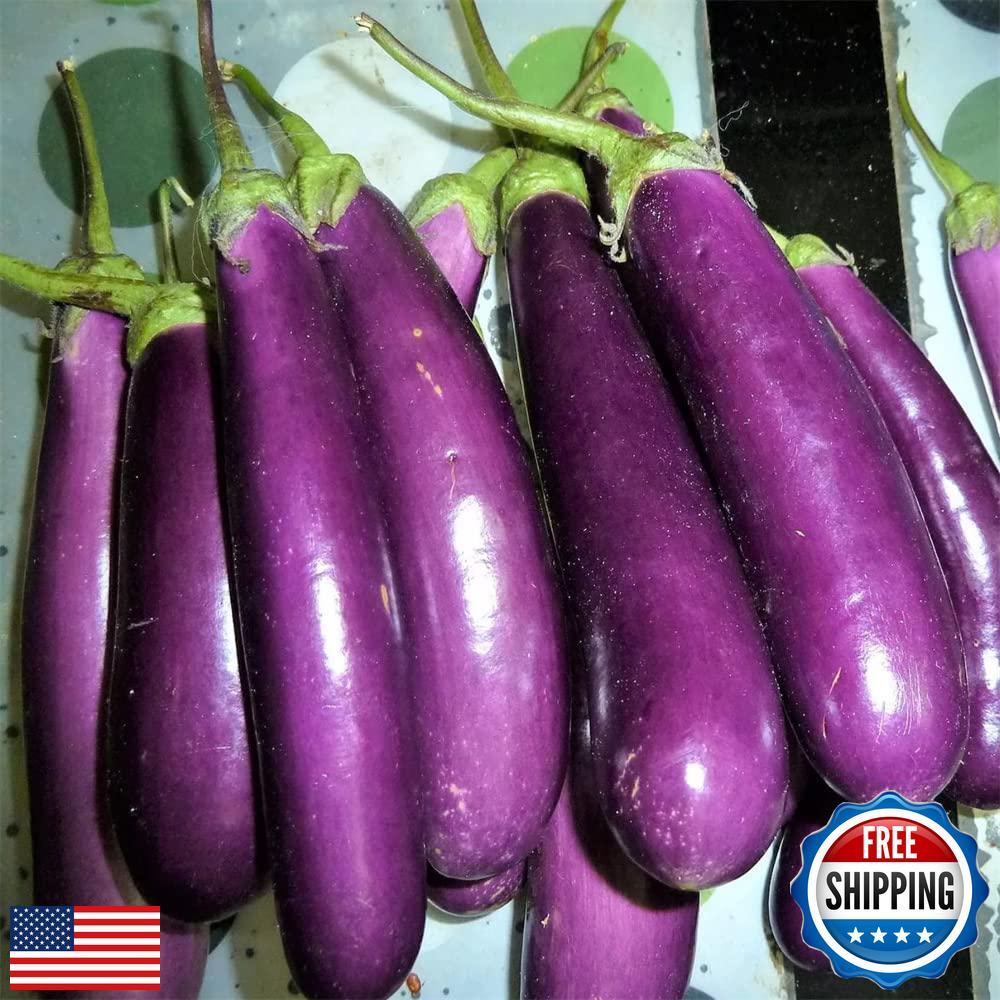 300 Pcs Eggplant Seeds for Planting