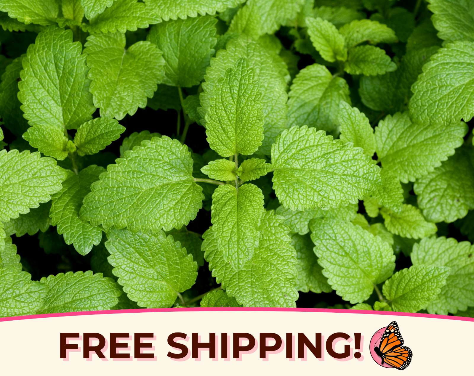 1800+ Lemon Balm Seeds | Non-GMO Herb Garden Seed Packet, Melissa officinalis
