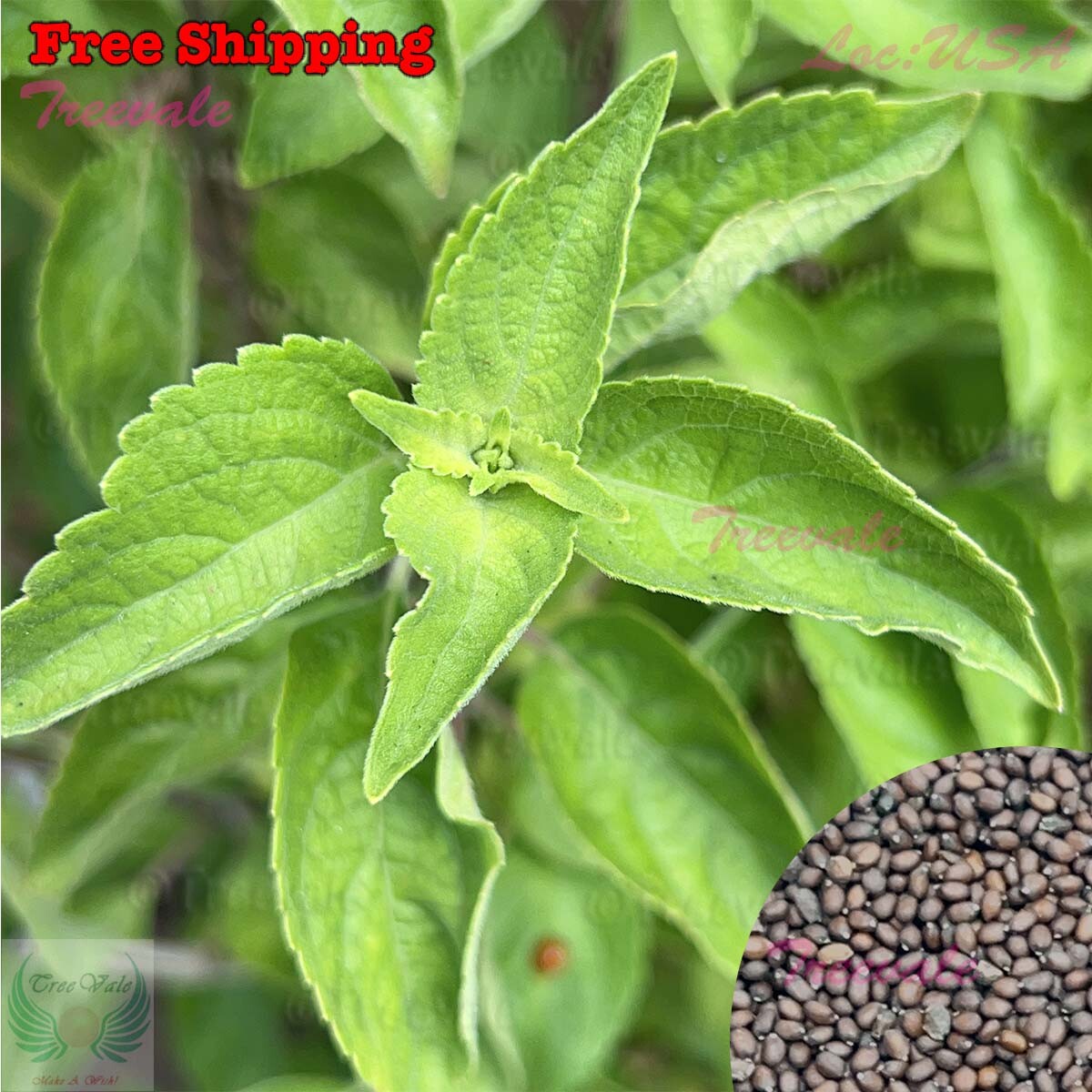 Holy Basil Green Leaf, Green Thai Basil, Tulsi Basil SEEDS | NON-GMO, Organic