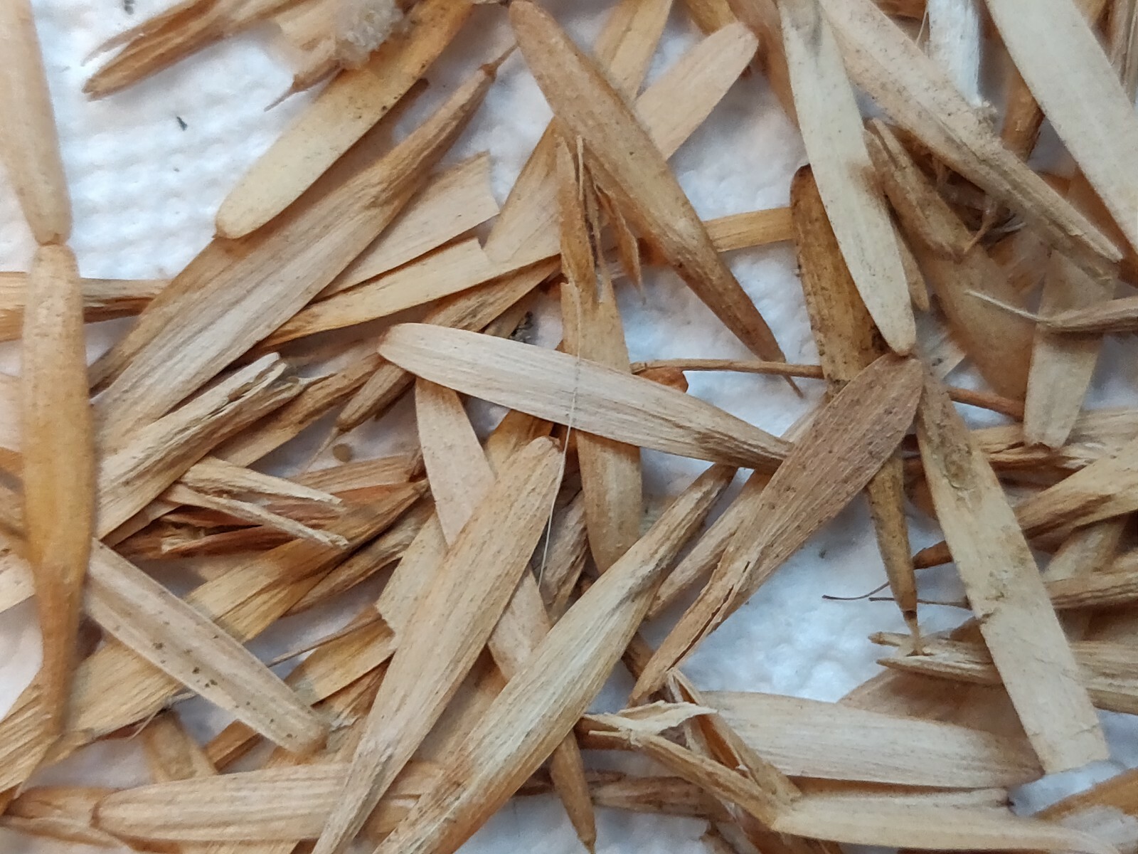 100 ASH TREE SEEDS FOR SHADE-SEMILLAS DE ARBOL DE FRESNO PARA SOMBRA Y MADERA