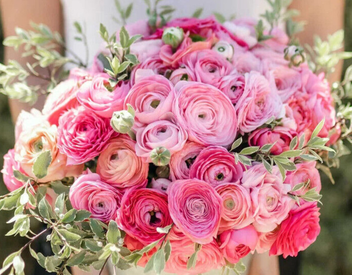 Ranunculus PINK 25 Bulbs Persian Buttercup Peony Rose 7+ Corms Wedding Flowers
