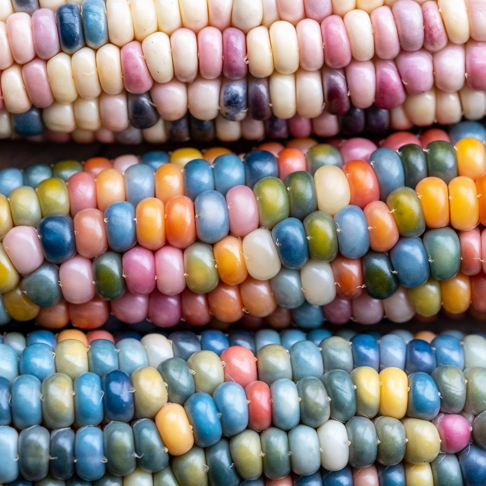 30 GLASS GEM CORN Mixed Colors Ornamental Edible Zea Mays Heirloom Veggie Seeds