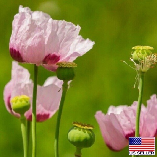 5,000 Premium Harvest Turkish Papever Somniferum Poppy Seeds For Planting