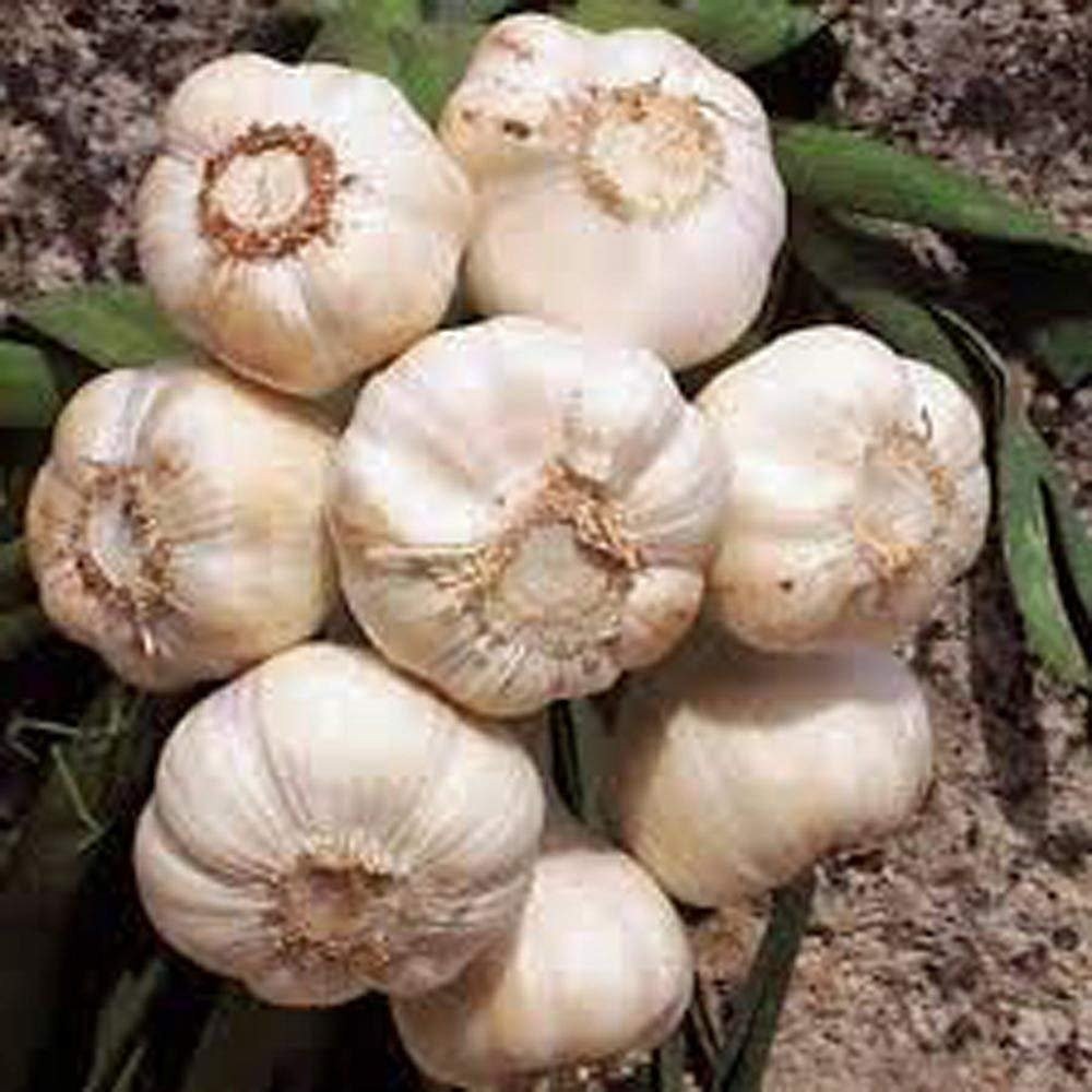 Garlic Bulb 8 Pack, Fresh California SOFTNECK Garlic Bulb for Planting and Gr…