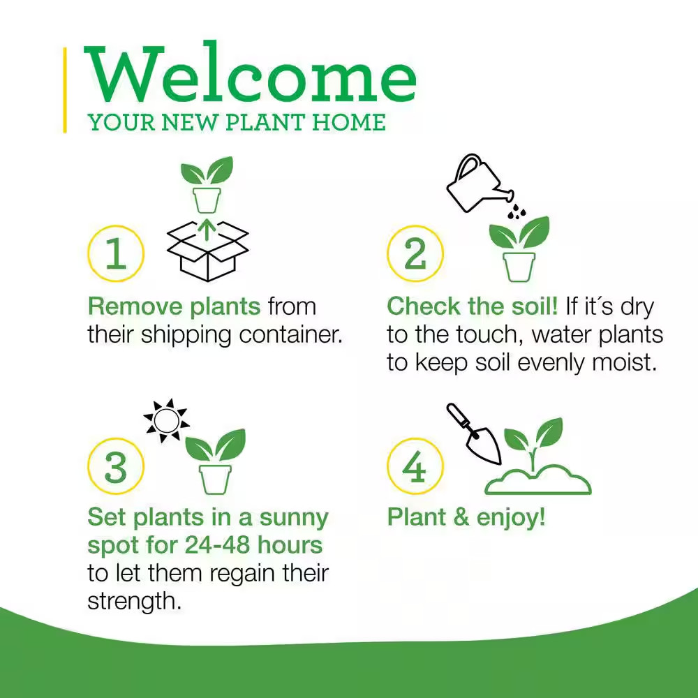 19 Oz. Sweet Mint Herb Plant (2-Pack)