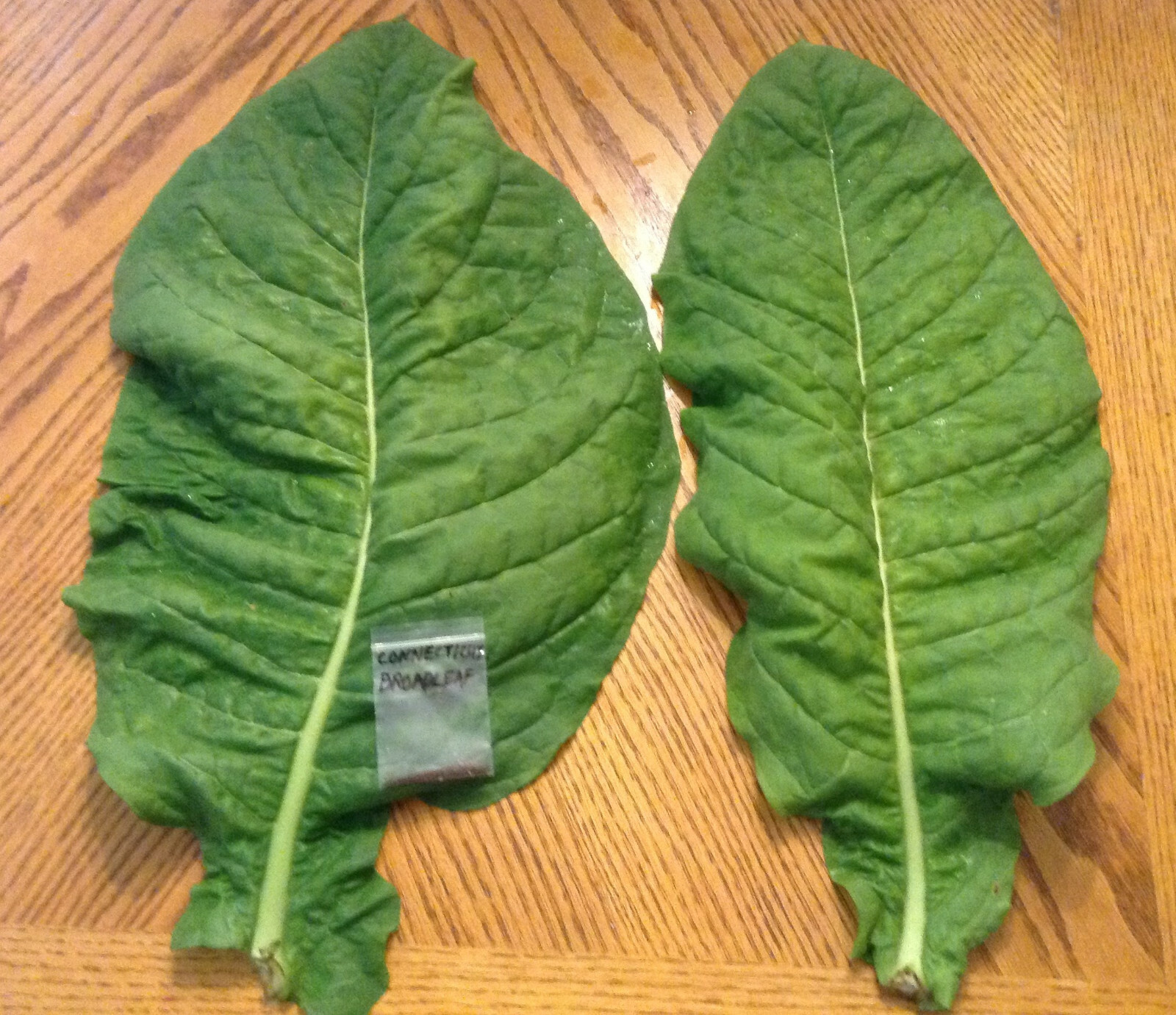 Connecticut Broadleaf tobacco seeds (1000+ seeds)