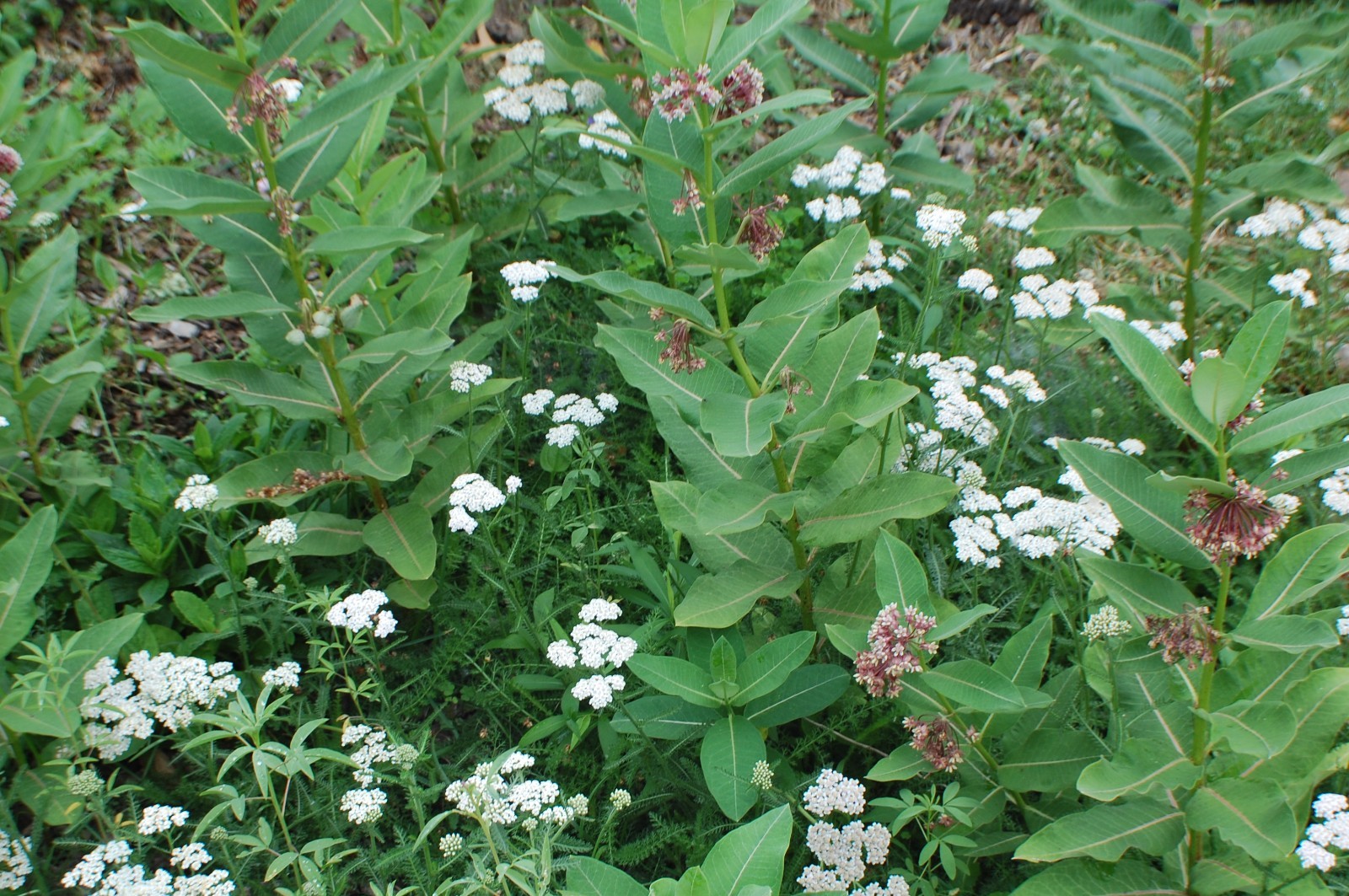 White Yarrow Seeds/1 gram +/Achillea millefolium L./Native US Plant/Medicinal