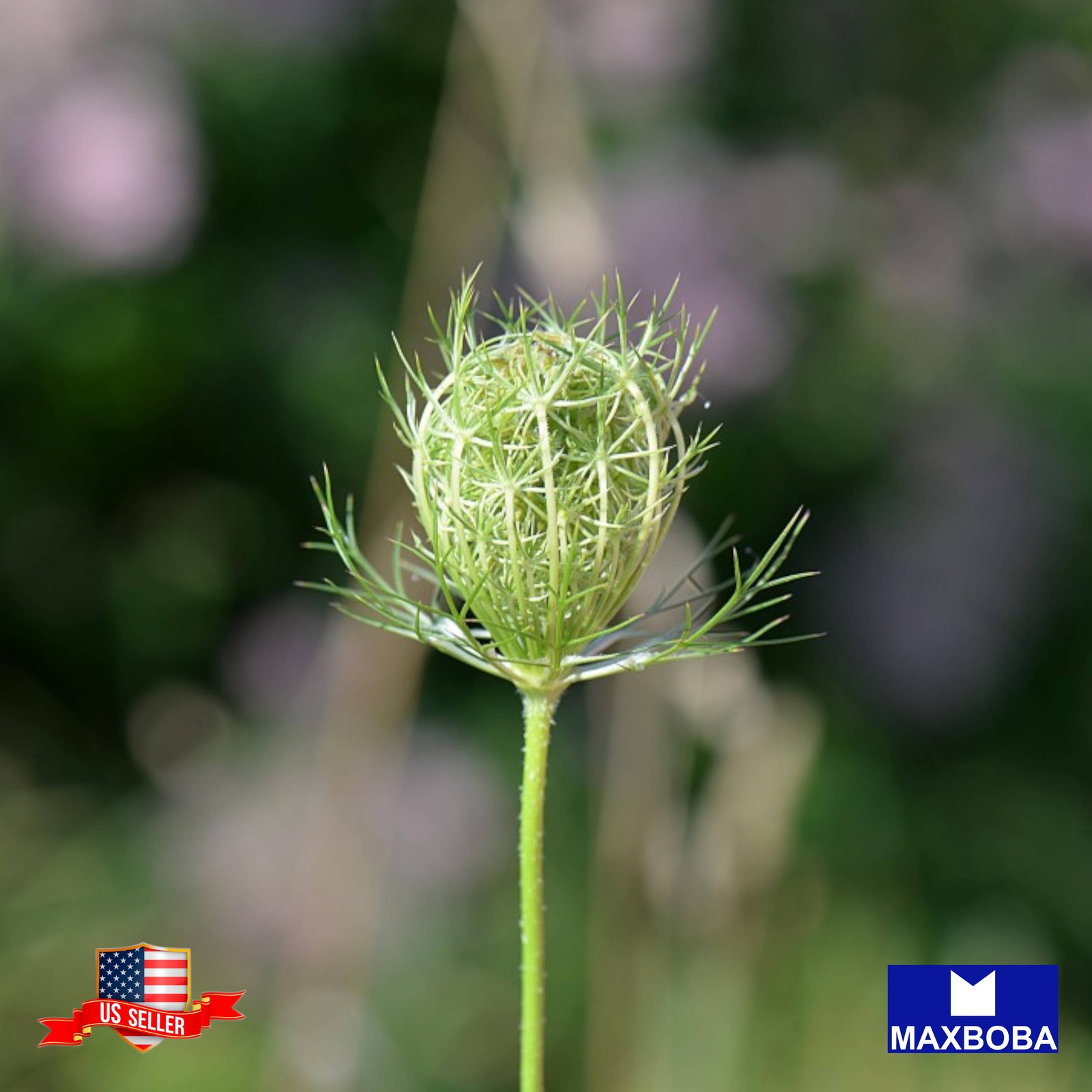 Caraway 100Seeds Heirloom Non-GMO BTGO 75% OFF