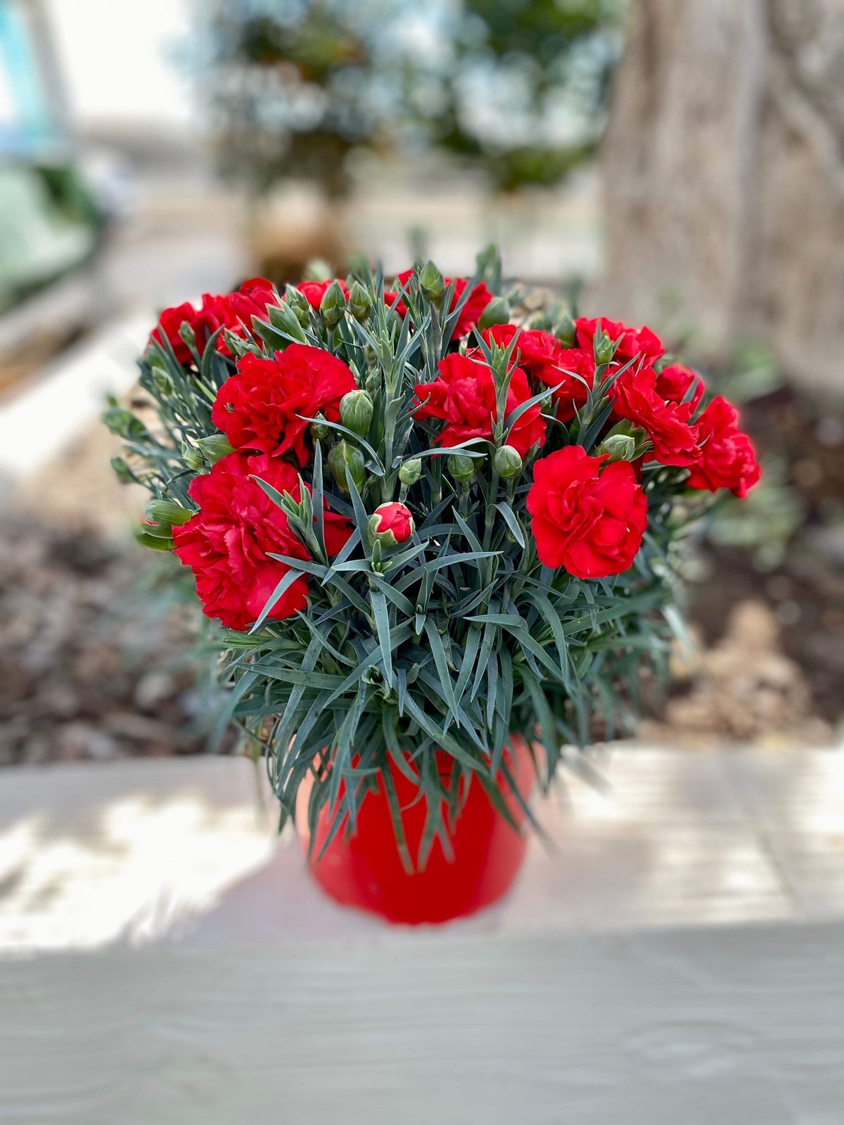 100 Mixed CARNATION / DOUBLE DIANTHUS Chinensis Flower Seeds *Comb S/H