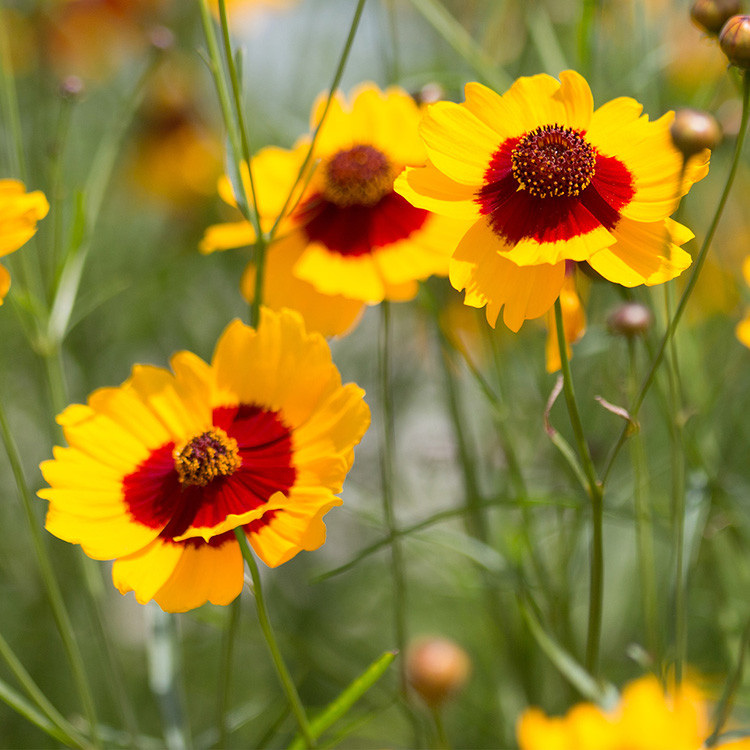 1001+PLAINS COREOPSIS Seeds Native Wildflower Drought Heat Pollinators Tickseed
