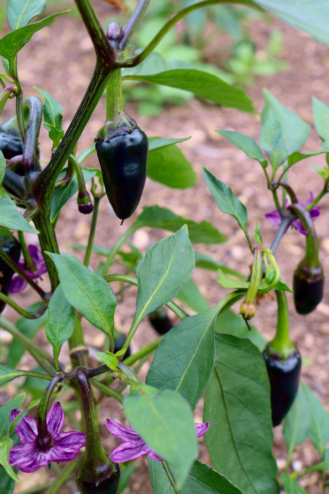 40 Organic PURPLE JALAPENO PEPPER Capsicum Annuum Hot Chili Vegetable Seeds