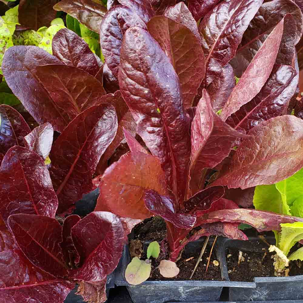 SUPER RED ROMAINE LETTUCE 800 SEEDS FRESH FOR GARDENS