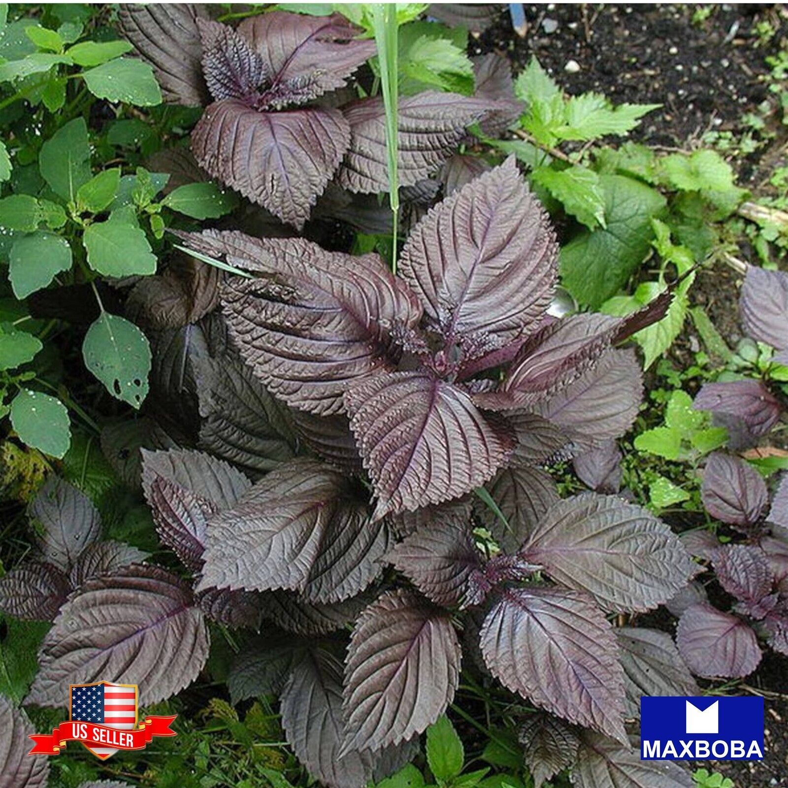650+ Shiso Herb Seeds (Perilla) Purple (Red) – Non-GMO Heirloom BOGO 50% OFF