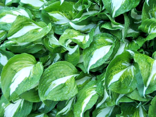 Hosta mix 100 seeds large variety, blue, grey, yellow, large, small, variegated