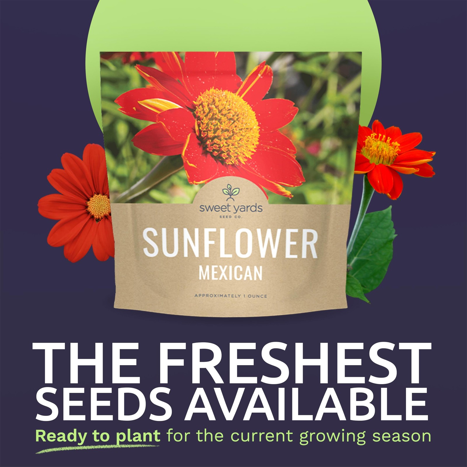 Mexican Sunflower Seeds – Extra Large Packet – Over 2,500 Open Pollinated Non…