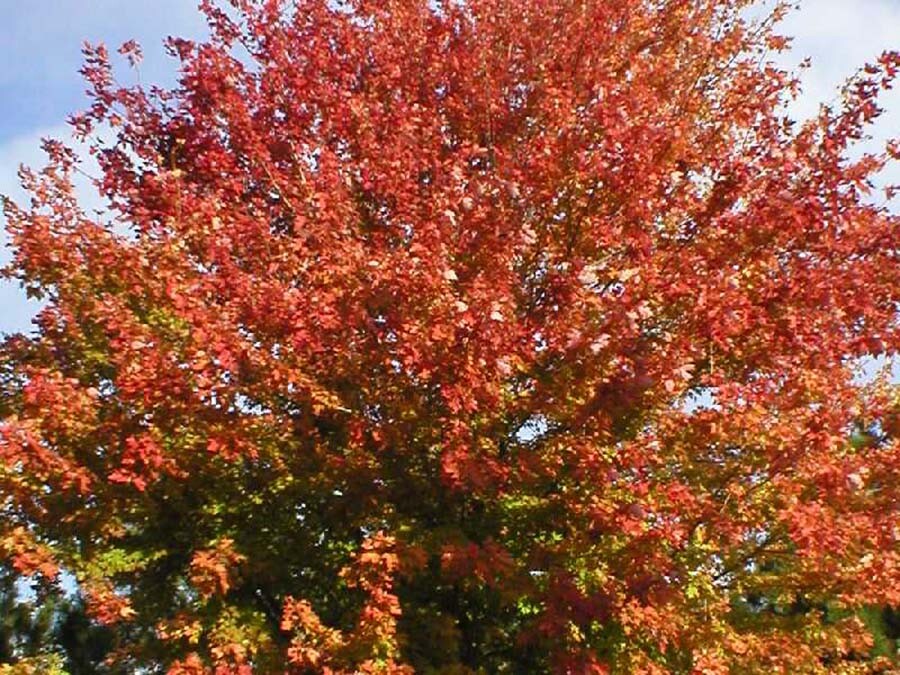 Sugar Maple, Acer saccharum, Tree Seeds