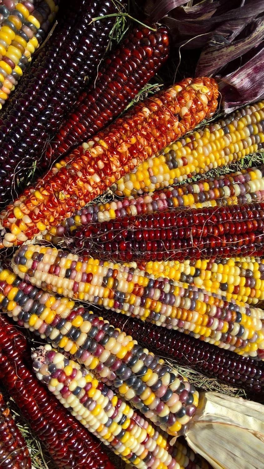 Seeds Corn Multicolor Montana Sweet Purple Yellow Red Garden Heirloom Vegetable