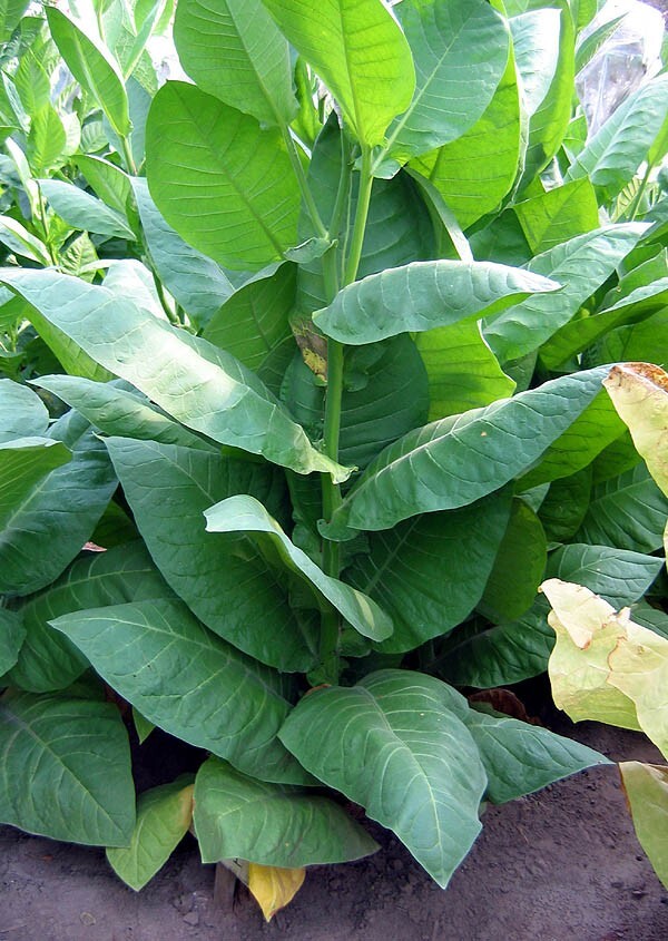 1000 NB 11 Tobacco Seeds ~ Burley Type Heirloom Non-GMO Nicotiana Tabacum