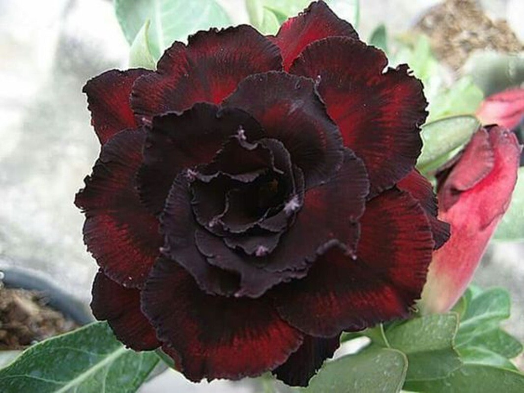 4 Dark Red Desert Rose Seeds Adenium Obesum Flower Perennial Seed US SELLER