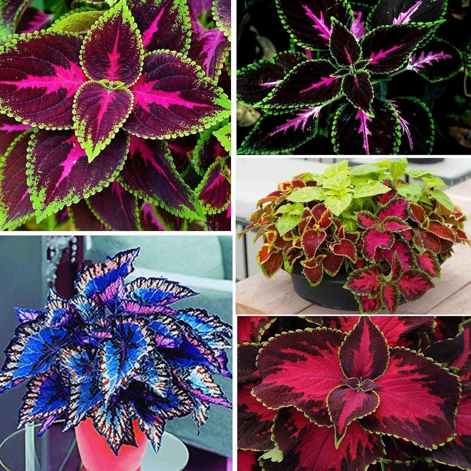Rainbow Coleus Seeds for Planting 120PCS– Bright Multicolor Leaf Plant for Home