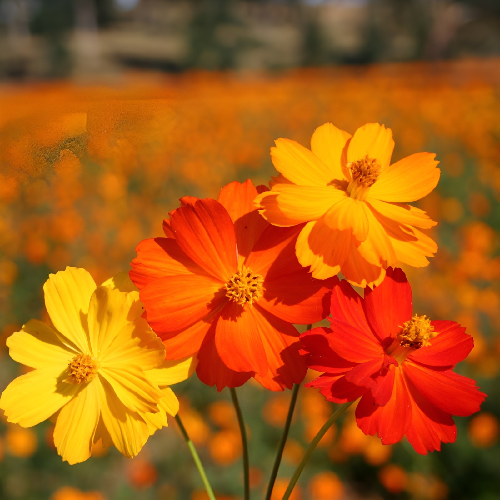 250 Bright Lights Cosmos Seeds – Heirloom Wildflower – Fast Blooming Mix