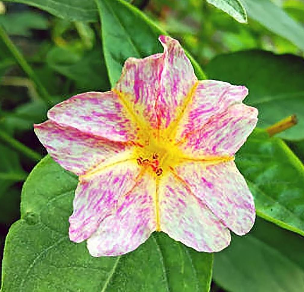 80 Broken Colors Four O’Clock Seeds – Tender Perennial That Reseeds Easily