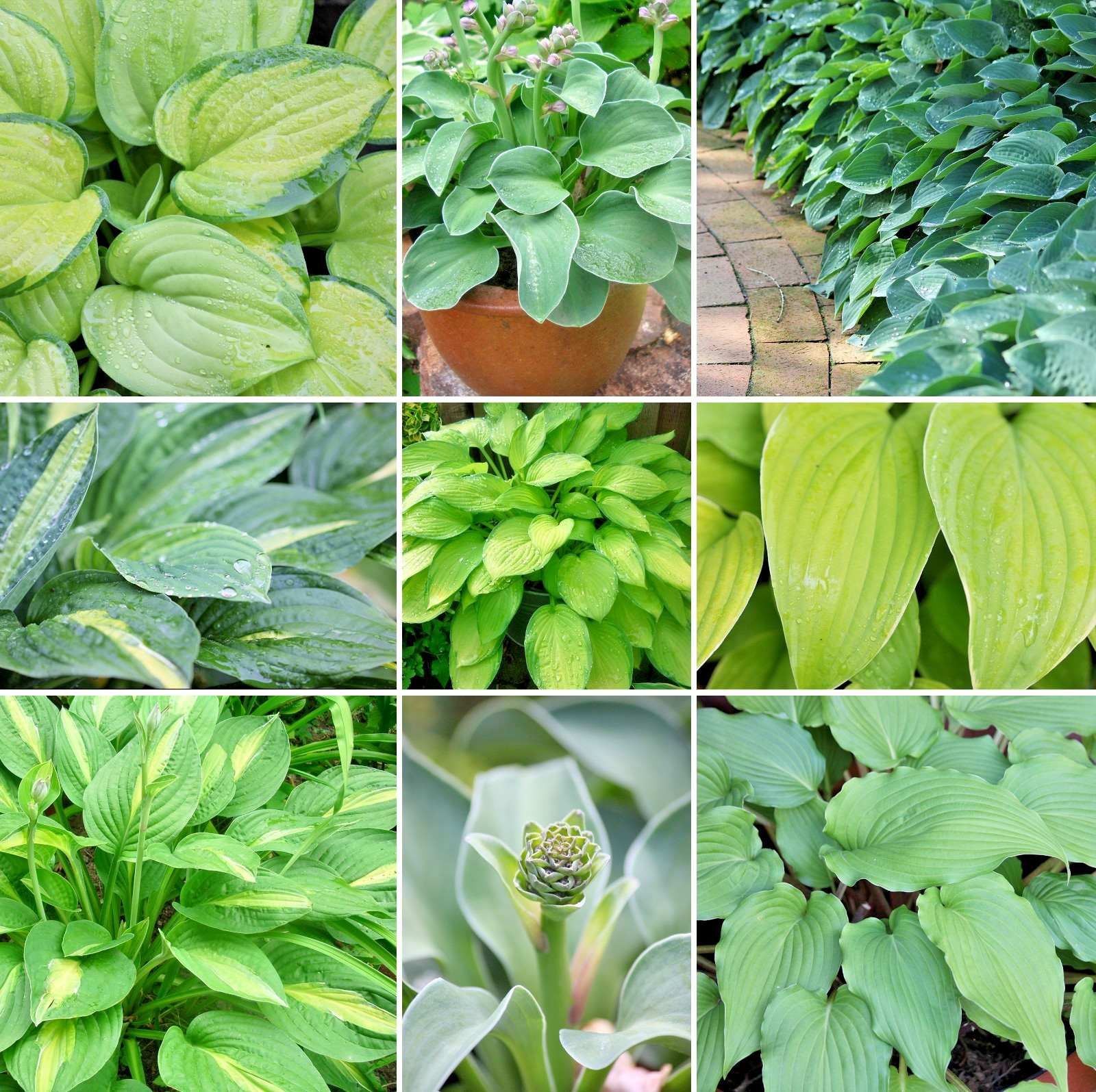 Hosta mix 100 seeds large variety, blue, grey, yellow, large, small, variegated