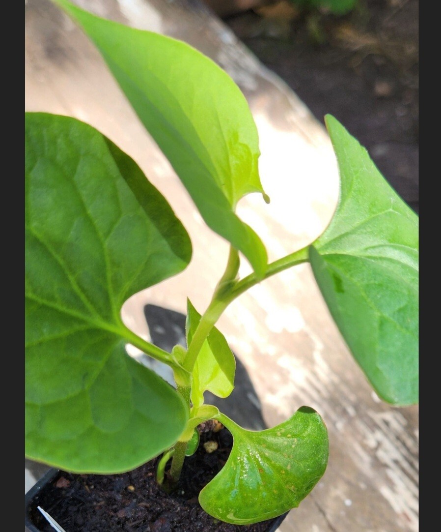 Houttuynia Cordata SEEDS (chameleon or lizzard tail)
