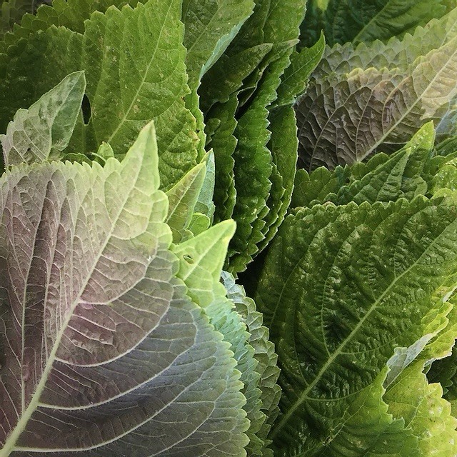 200+ Shiso Herb Seeds (Perilla) – Korean | Perilla frutescens var. frutescens US