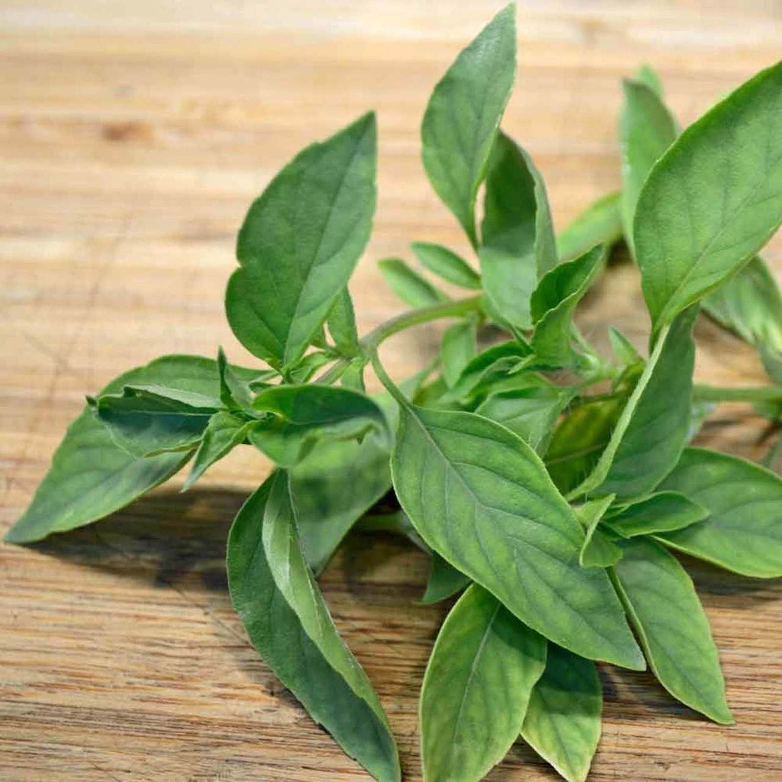 Lime Basil Seeds |Americanum Kemangi Maenglak Thai Asian Seed 2024 Fast Shipping