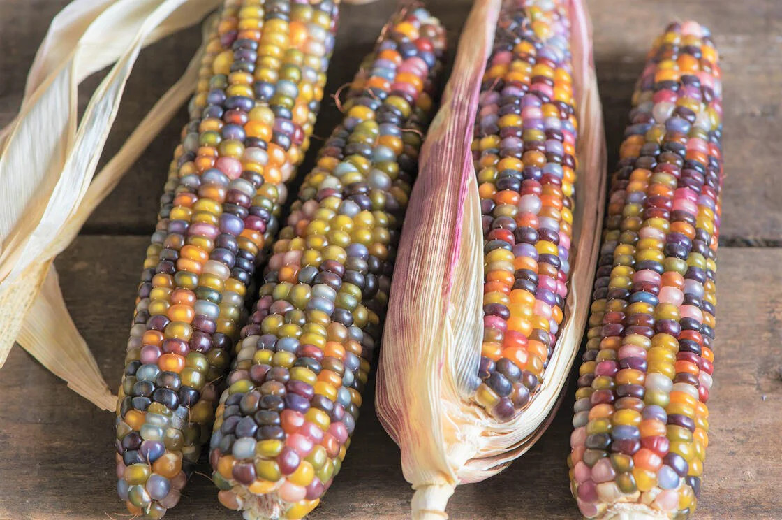 Glass Gem Ornamental Corn Seeds ORGANIC | Rainbow Color Flint Popcorn Seed 2023