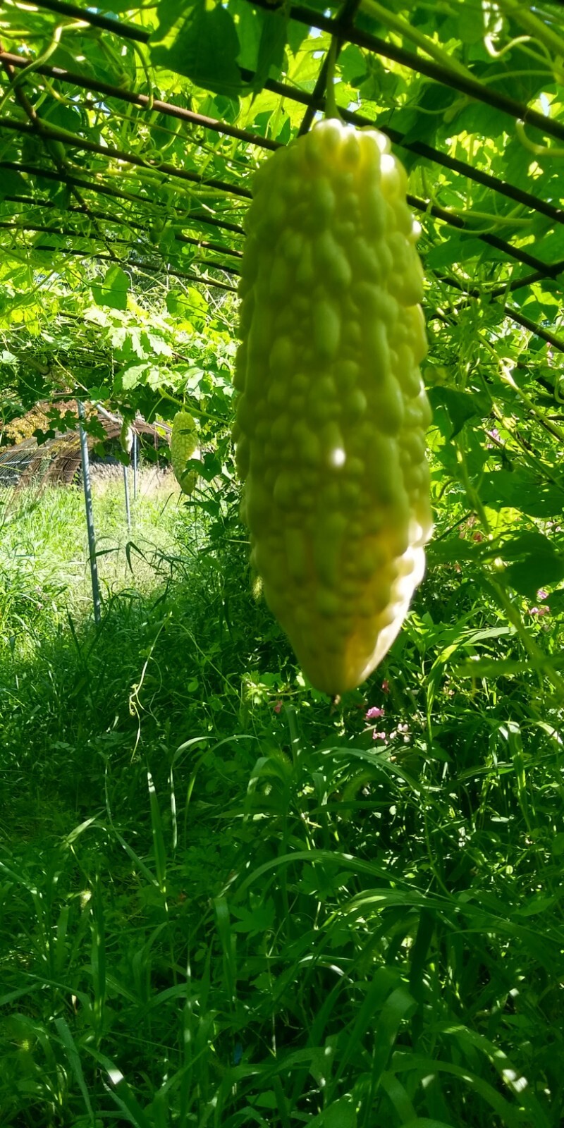 Jyunpaku Okinawan Pure White Bitter Melon ~ 3 to 50 seeds ~ Organic Heirloom~