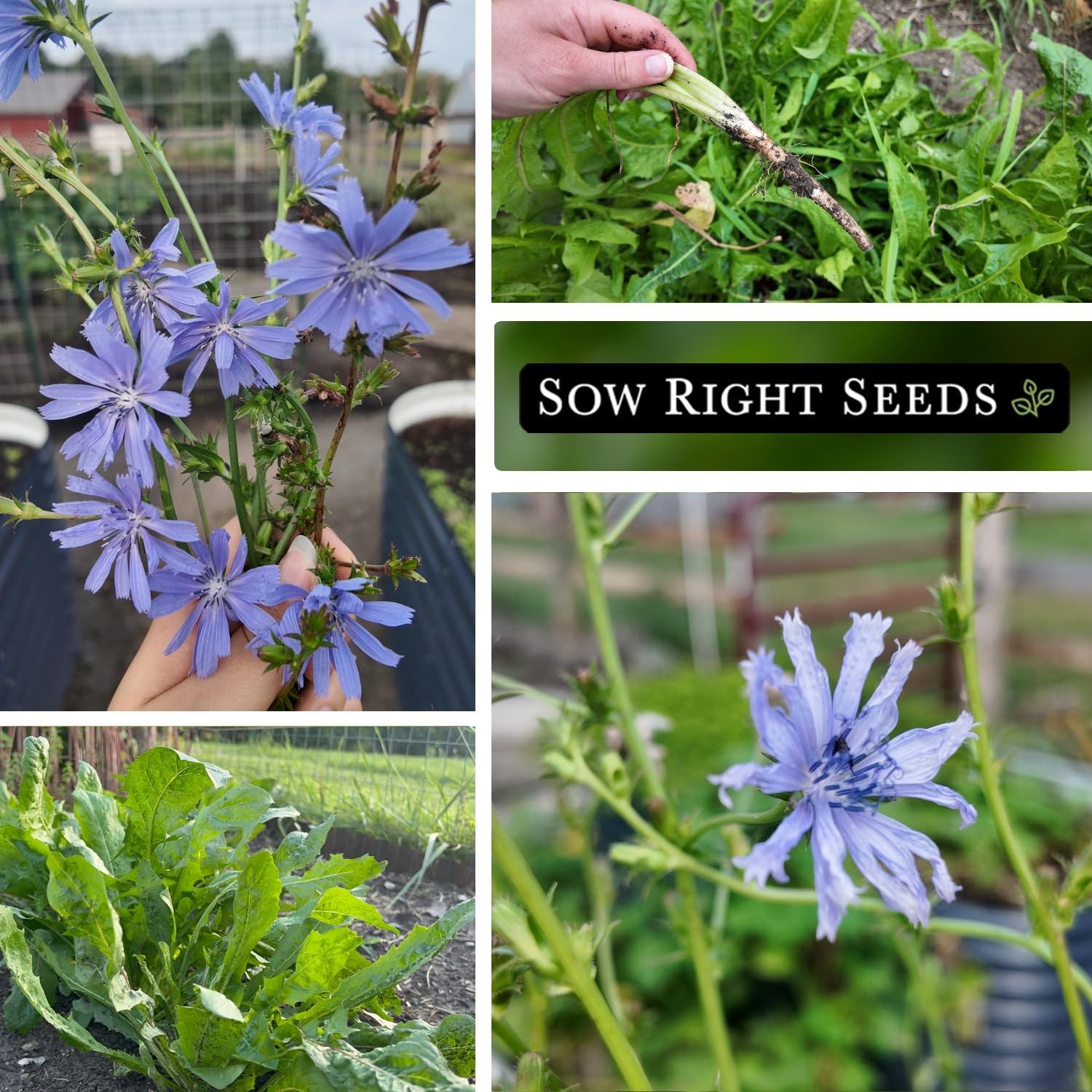 Chicory Seeds Non GMO Heirloom Garden Planting Blue Wildflower Edible Leaves Cof
