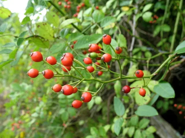 Rosa multiflora Japanese rose, many-flowered rose 20+seeds